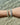 Aura Pearl Aventurine Armband Guld