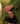 CLARISSA armband Stål